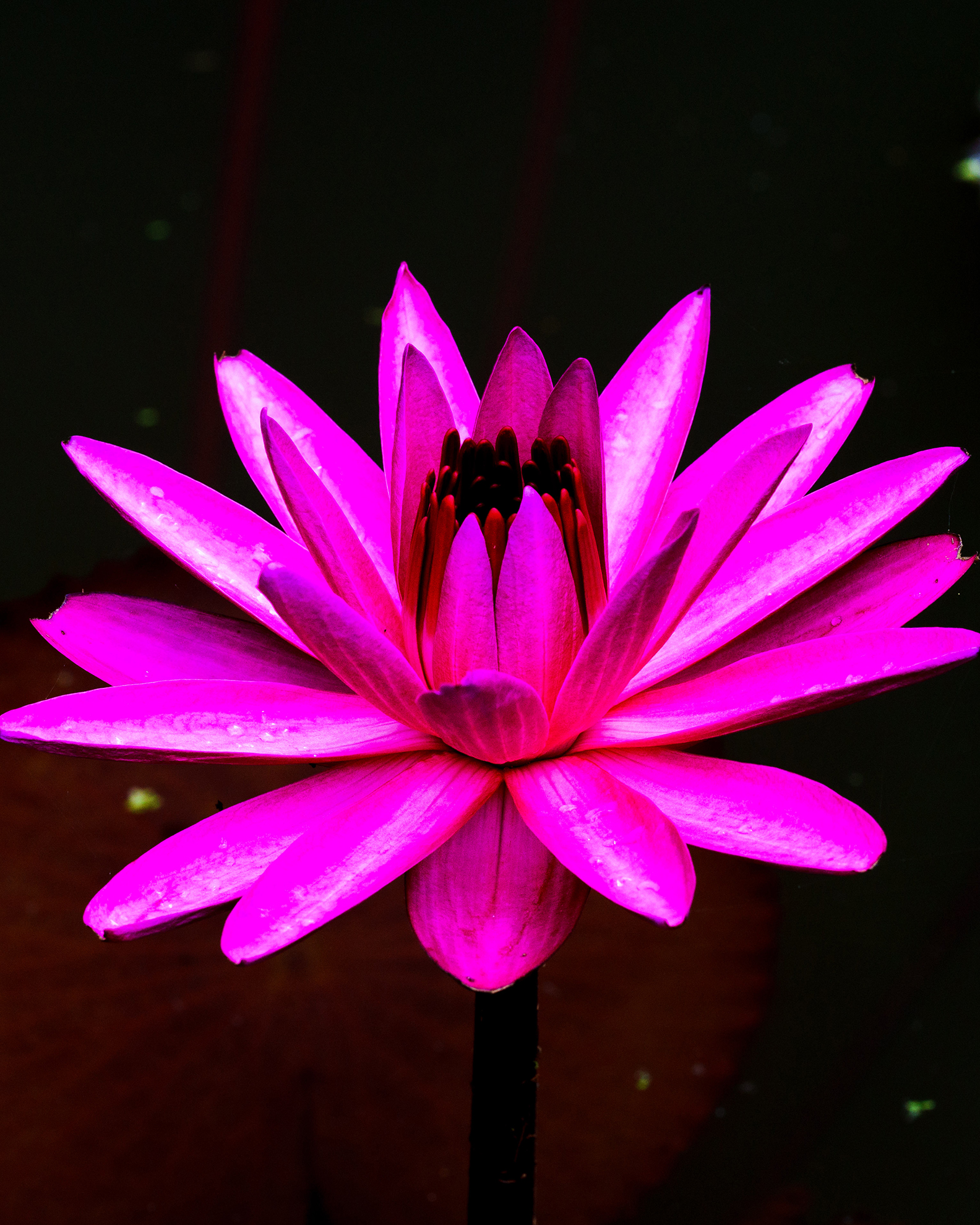 Hot Pink Water Lily